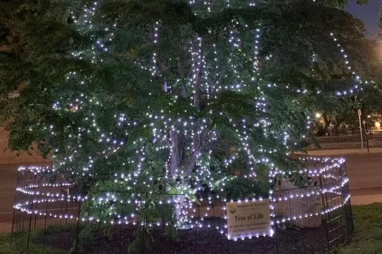 Tree at Night